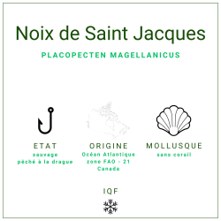 Noix de Saint Jacques sans corail surgelées