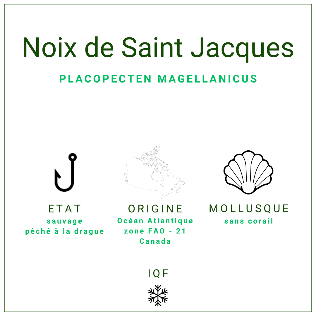 Noix de Saint Jacques sans corail surgelées
