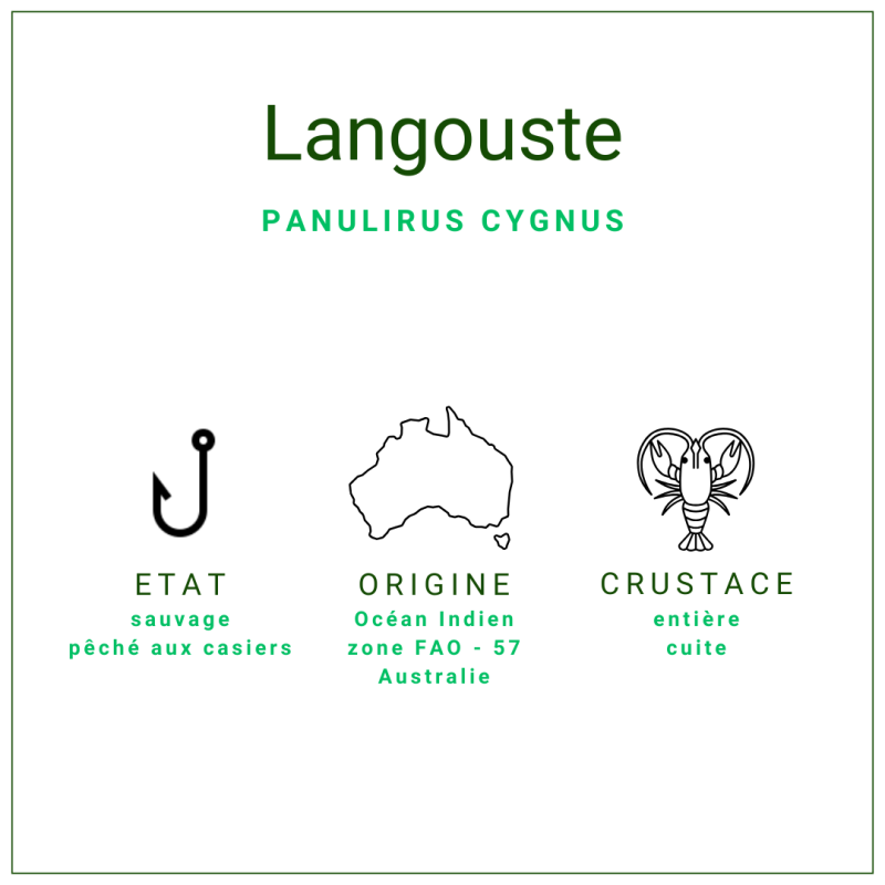 Langouste MSC d'Australie, cuite, entière et surgelée