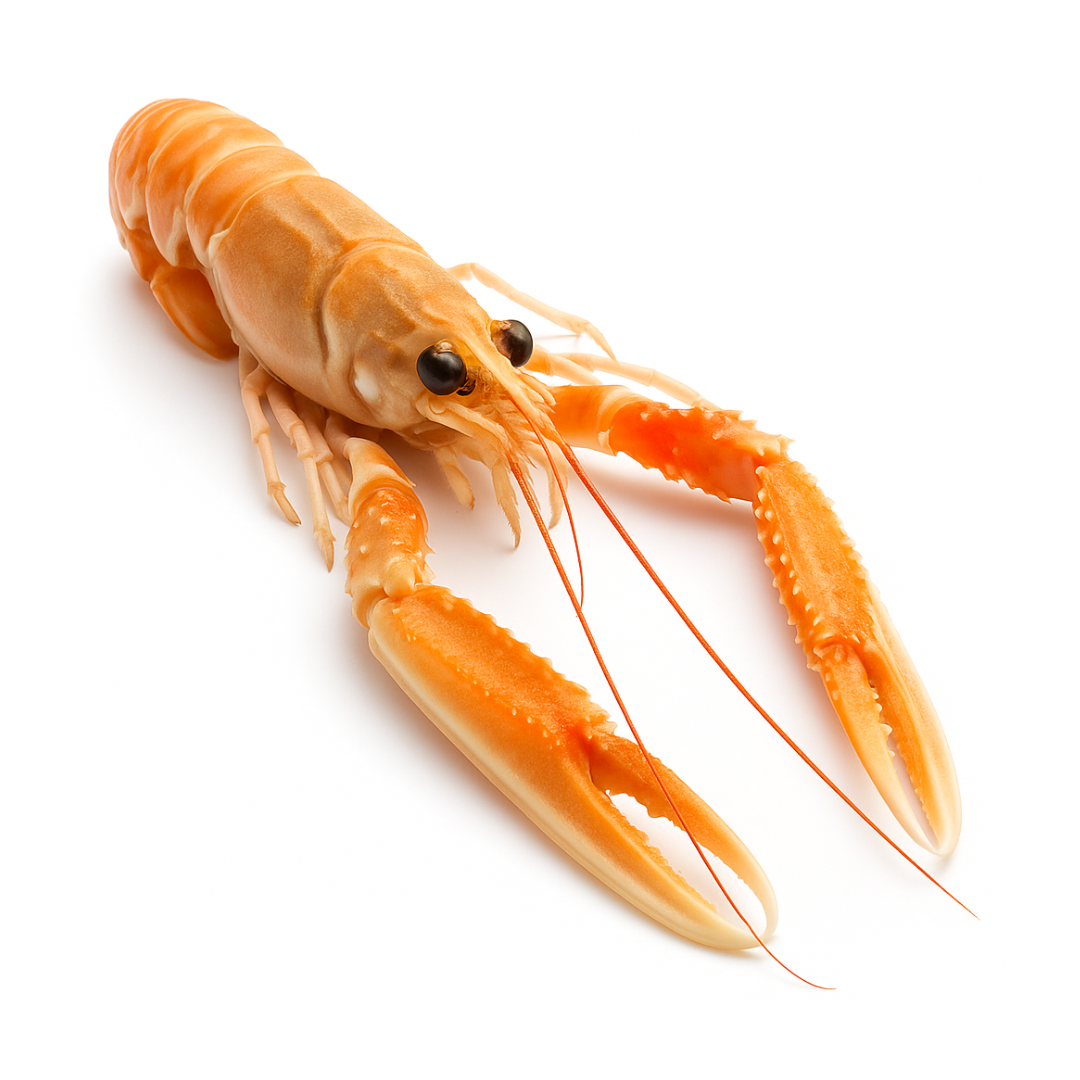 Langoustines royales, entières et crues du Danemark