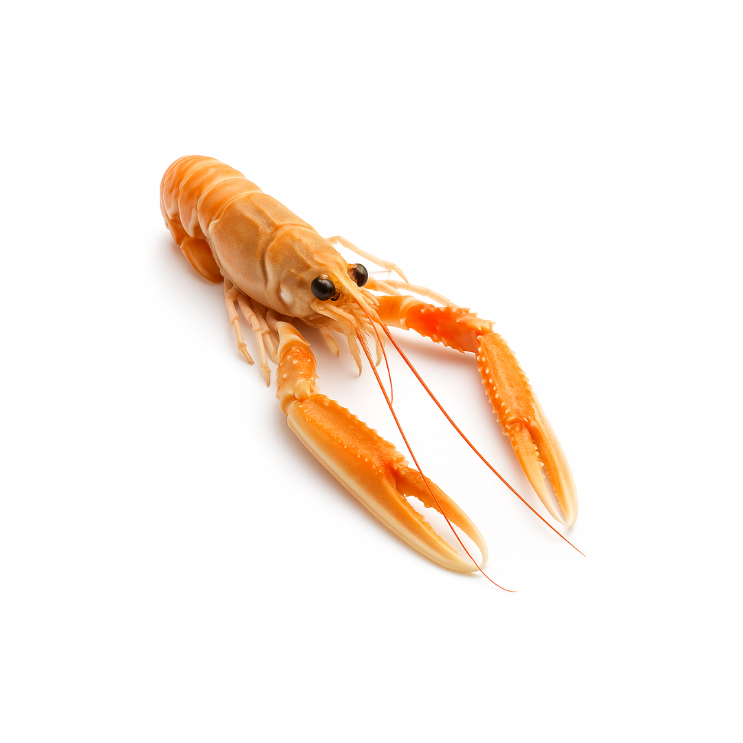 Langoustines entières d'UE surgelées de 21/30