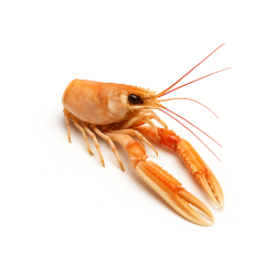 Têtes et pattes de langoustines crues surgelées