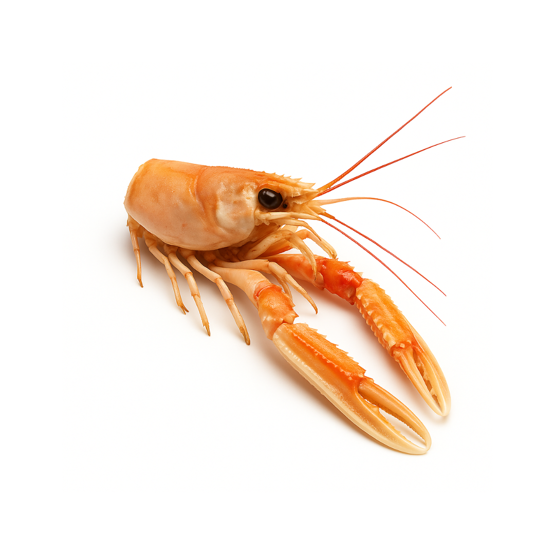 Têtes et pattes de langoustines crues surgelées