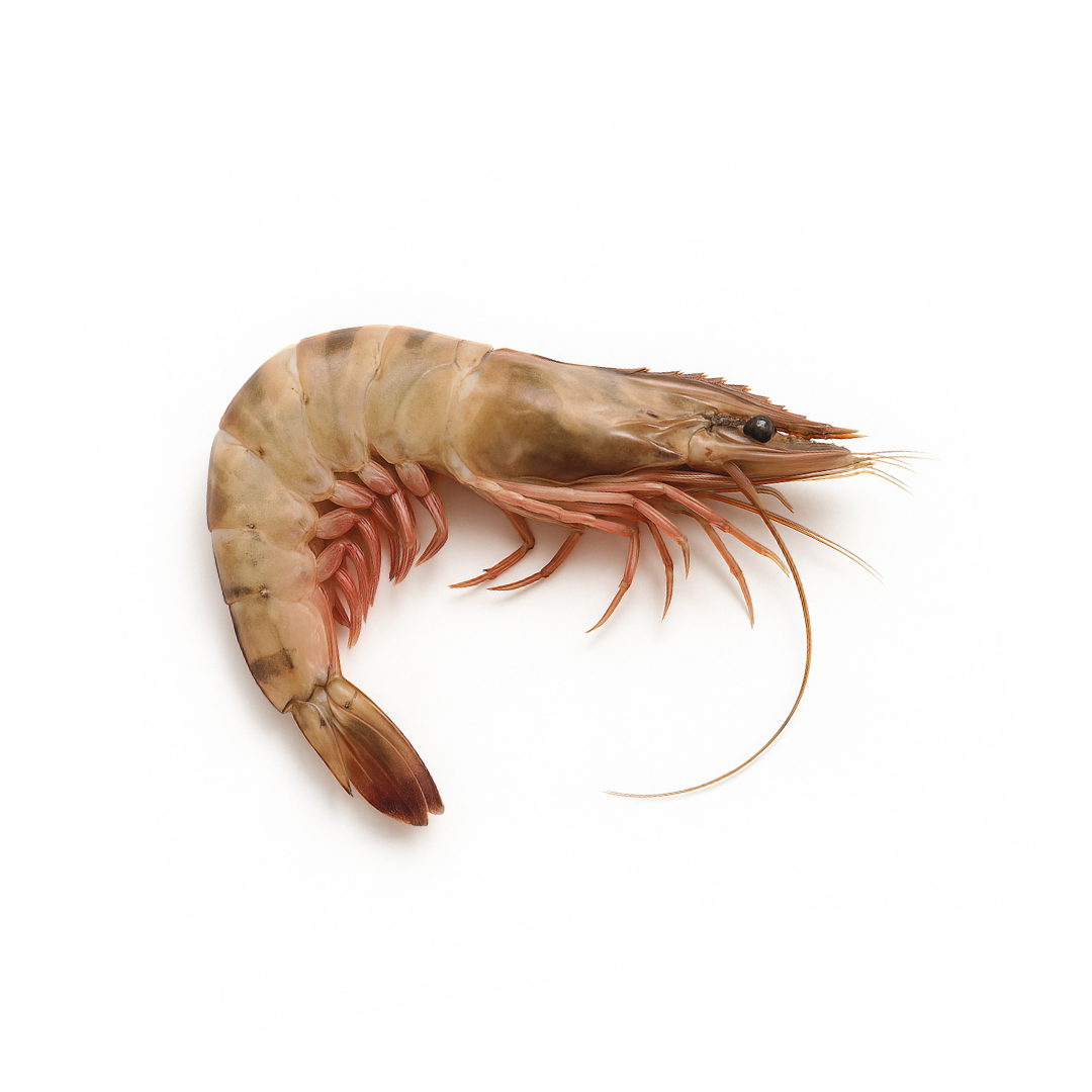 Crevettes Sea Tiger entières crues surgelée 8/12