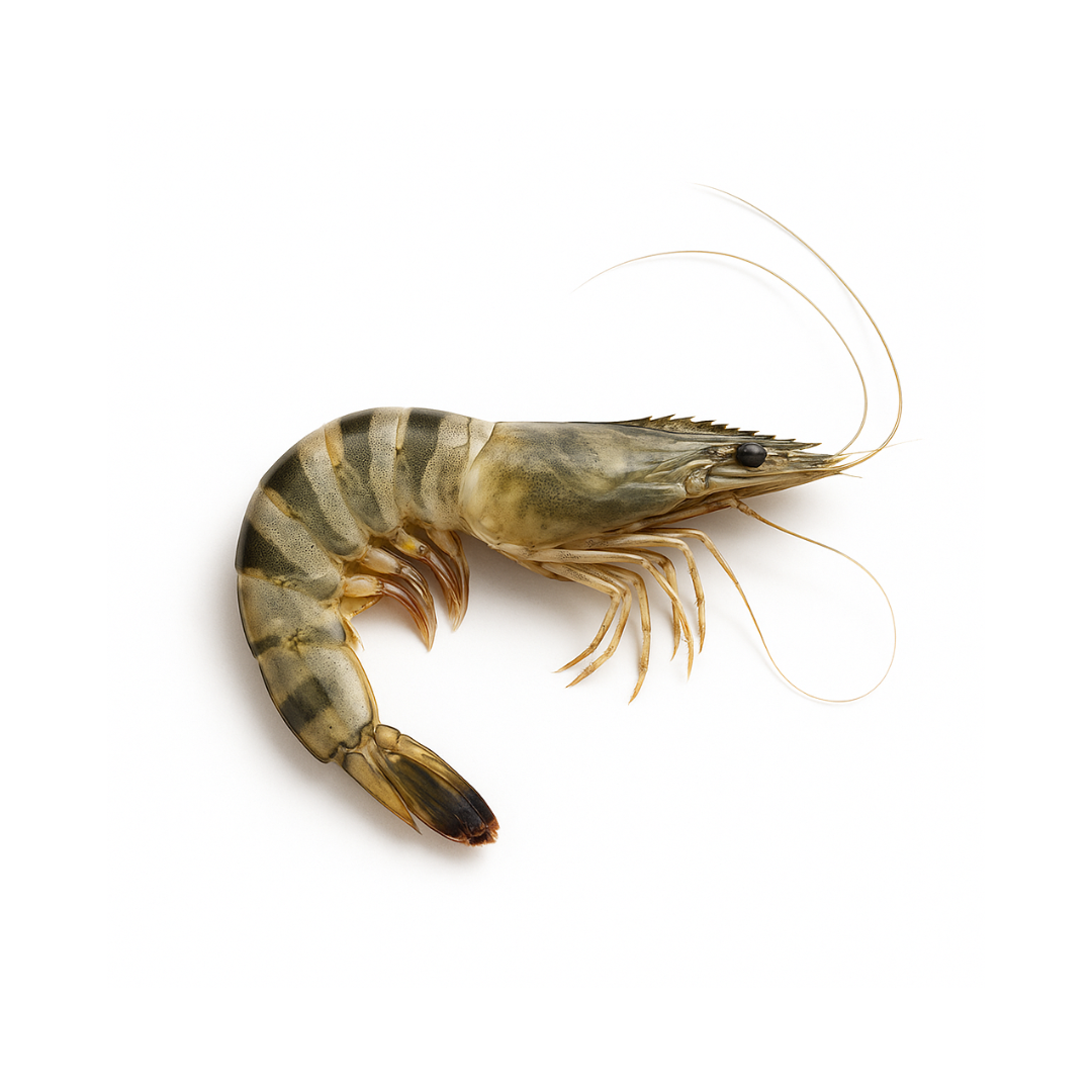 Gambas Black Tiger crues 21/30