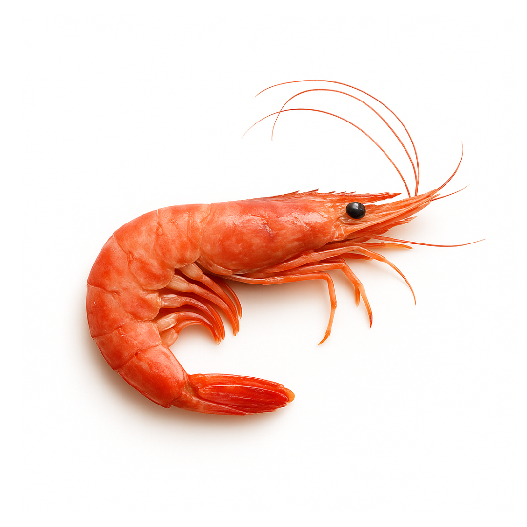 Crevettes rouges crues 10/20 mer d'Argentine