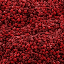 Brisure framboises Willamette surgelées IQF
