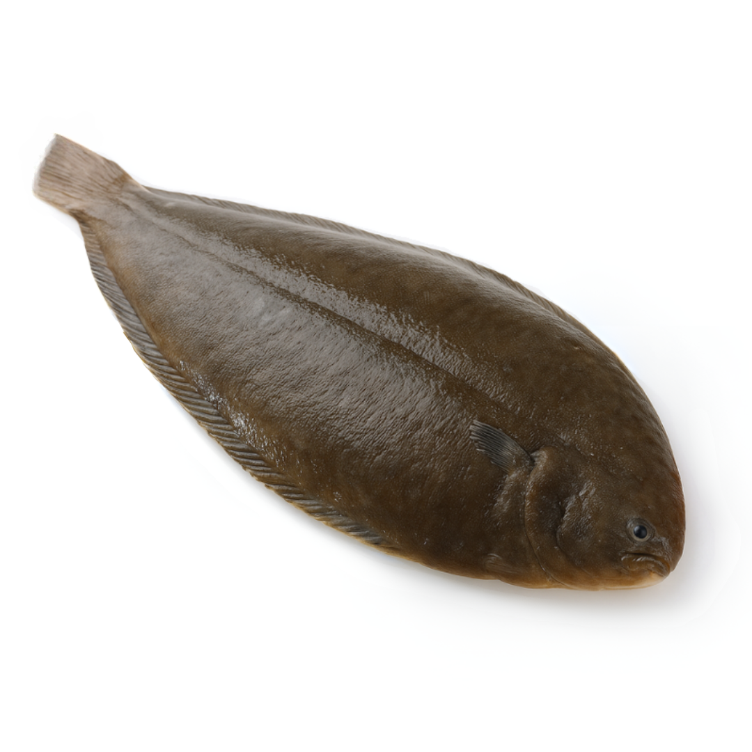 Sole de roche, entière et vidée 400/600gr