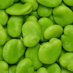 Fèves pelées IQF "Vicia Faba" origine Egypte