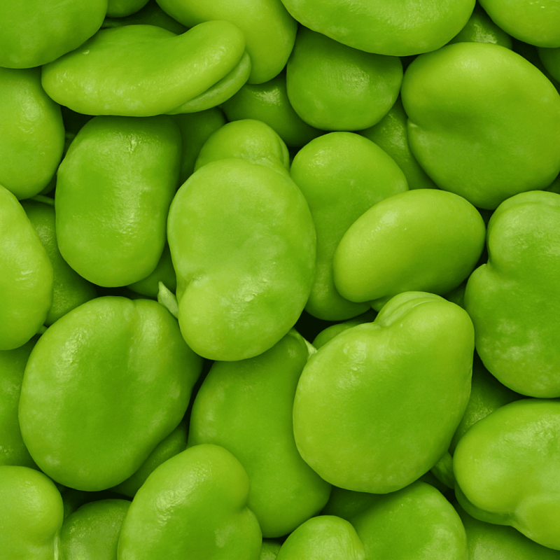Fèves pelées IQF "Vicia Faba" origine Egypte