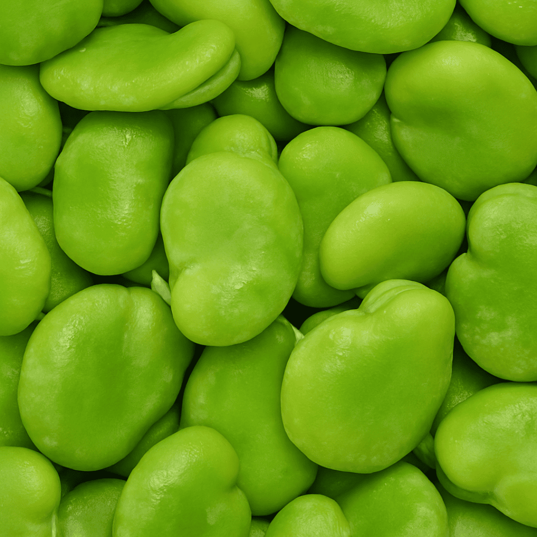 Fèves pelées IQF "Vicia Faba" origine Egypte Fèves pelées IQF "Vicia Faba" origine Egypte