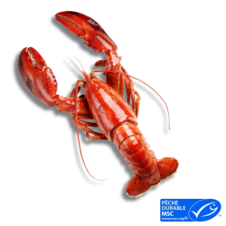 Homard Canadien entier et cuit 400/450gr