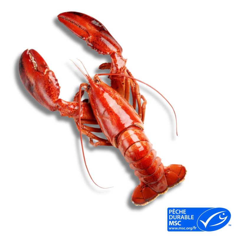 Homard Canadien entier et cuit 400/450gr