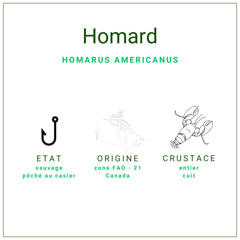 Homard Canadien entier et cuit 400/450gr