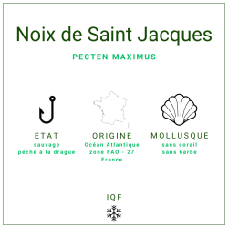 Noix de Saint-Jacques 20/30 - vente en gros