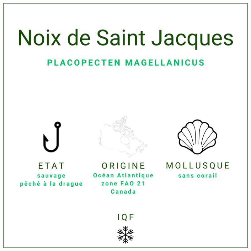 Noix de Saint Jacques MSC surgelée en gros