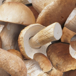 Sélection de champignons - cèpes entiers bouchons