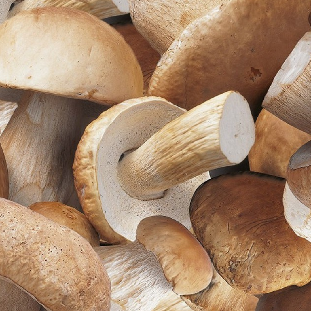 Sélection de champignons - cèpes entiers bouchons Sélection de champignons - cèpes entiers bouchons