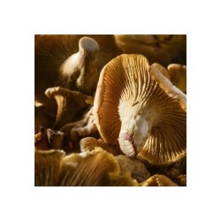 Girolles ou "Cantharellus Cibarius" - CHEFCOOK
