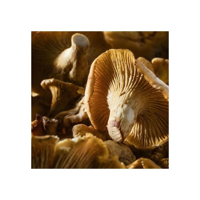 Girolles ou "Cantharellus Cibarius" - CHEFCOOK