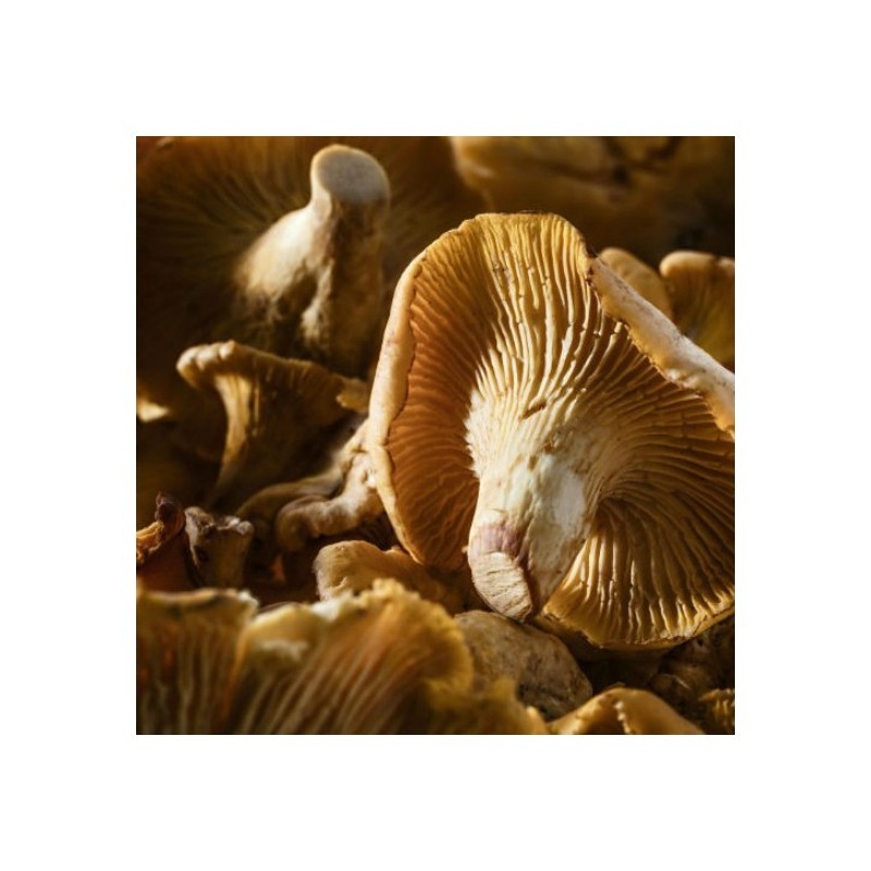 Girolles ou "Cantharellus Cibarius" - CHEFCOOK