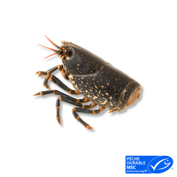 Coffres Homards Crus Canadien