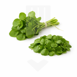 Cresson de fontaine, plante aromatique