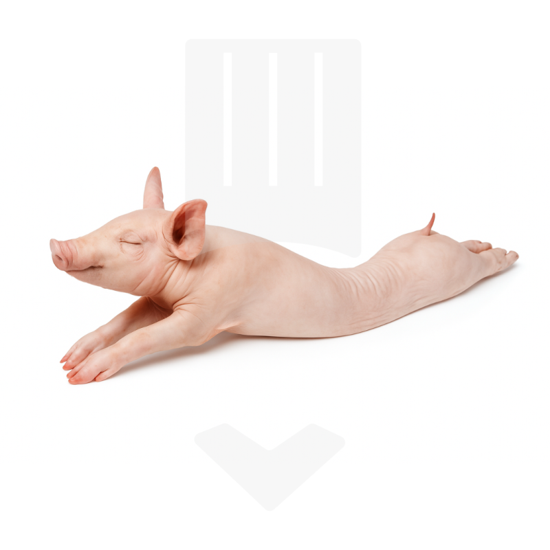 Porcelet surgelé entier avec os d'Union Européenne