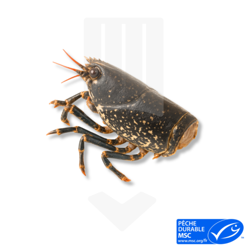 Coffres Homards Crus Canadien