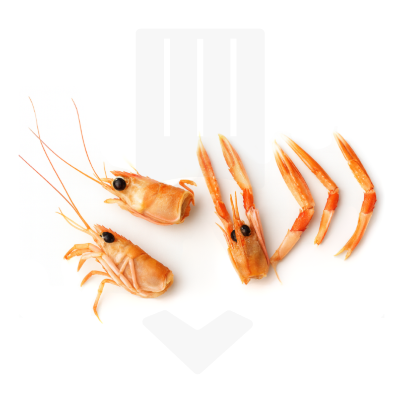 Têtes et pattes de langoustine crues du Danemark