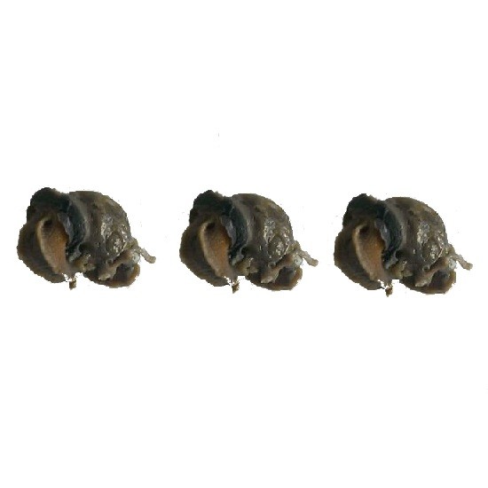Escargots Cuits Sans Coquille 500gr