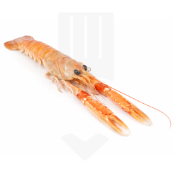 Langoustines royales, entières et crues du Danemark