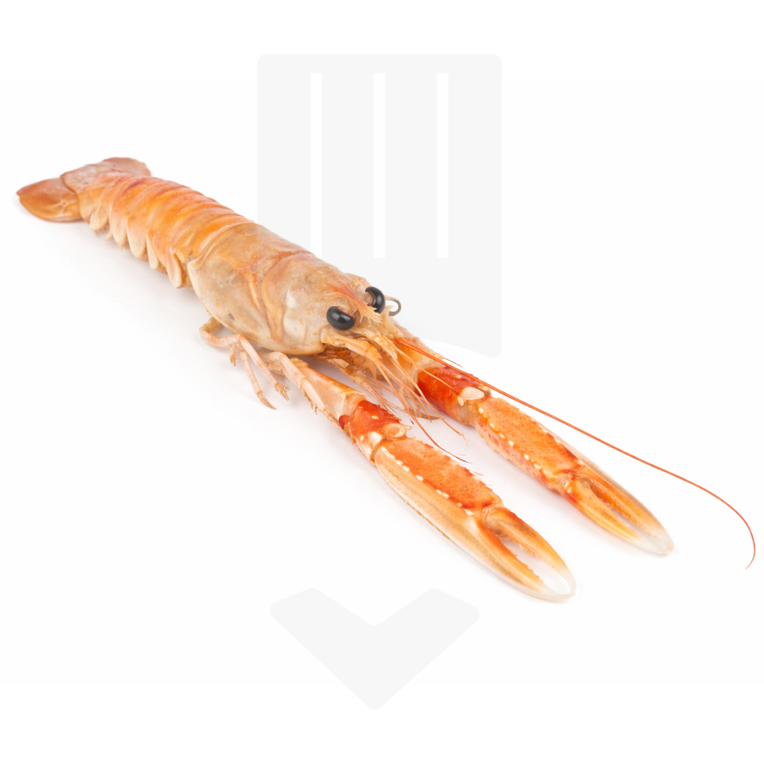 Langoustines royales, entières et crues du Danemark