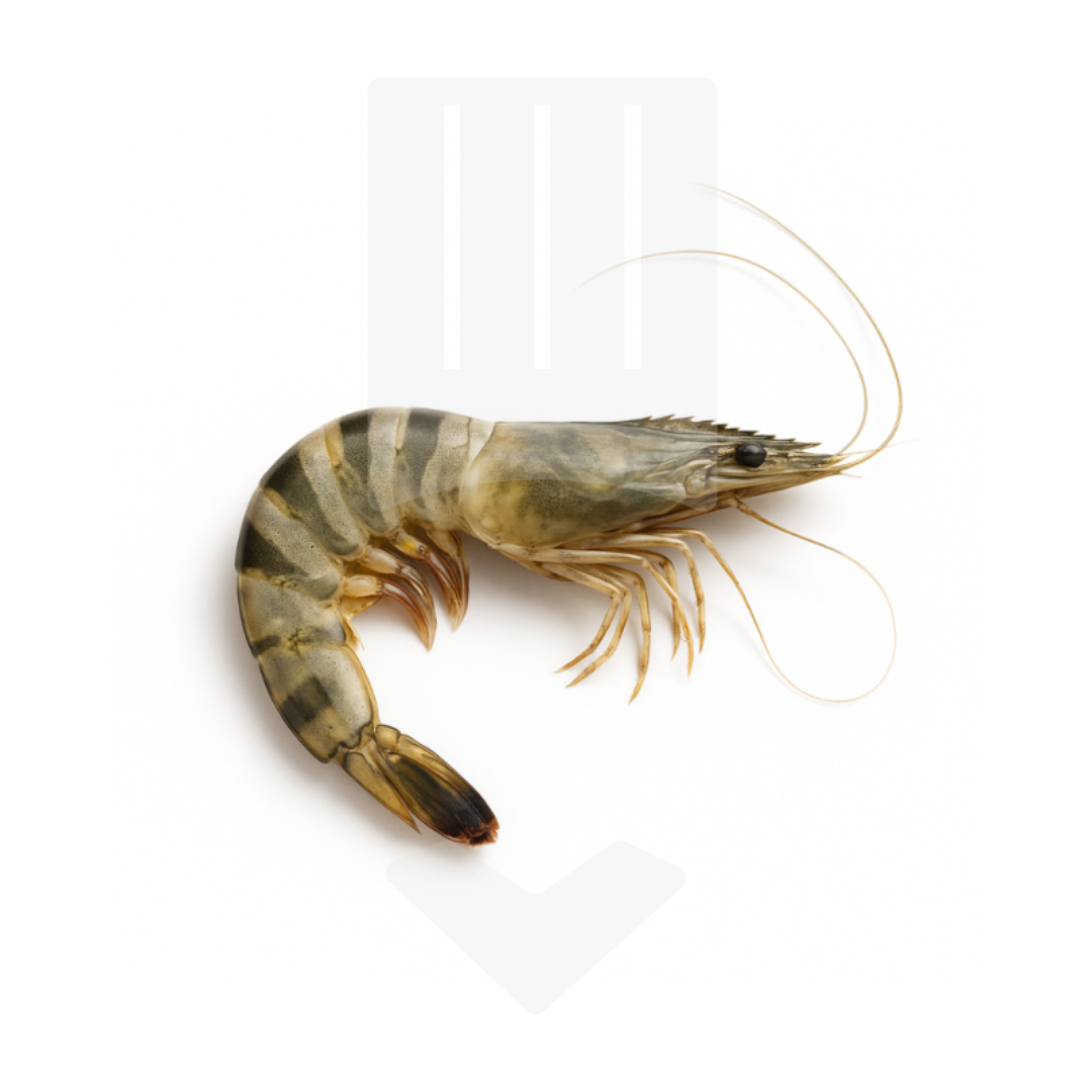 Gambas sauvages entières crues d'Asie 16/20