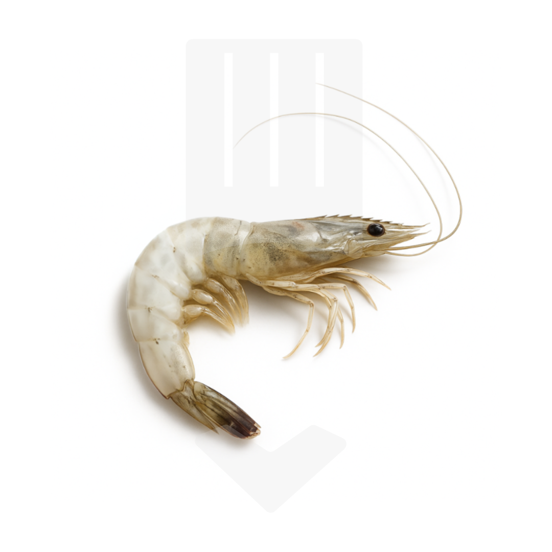 Gambas Vannamei partiellement décortiquées