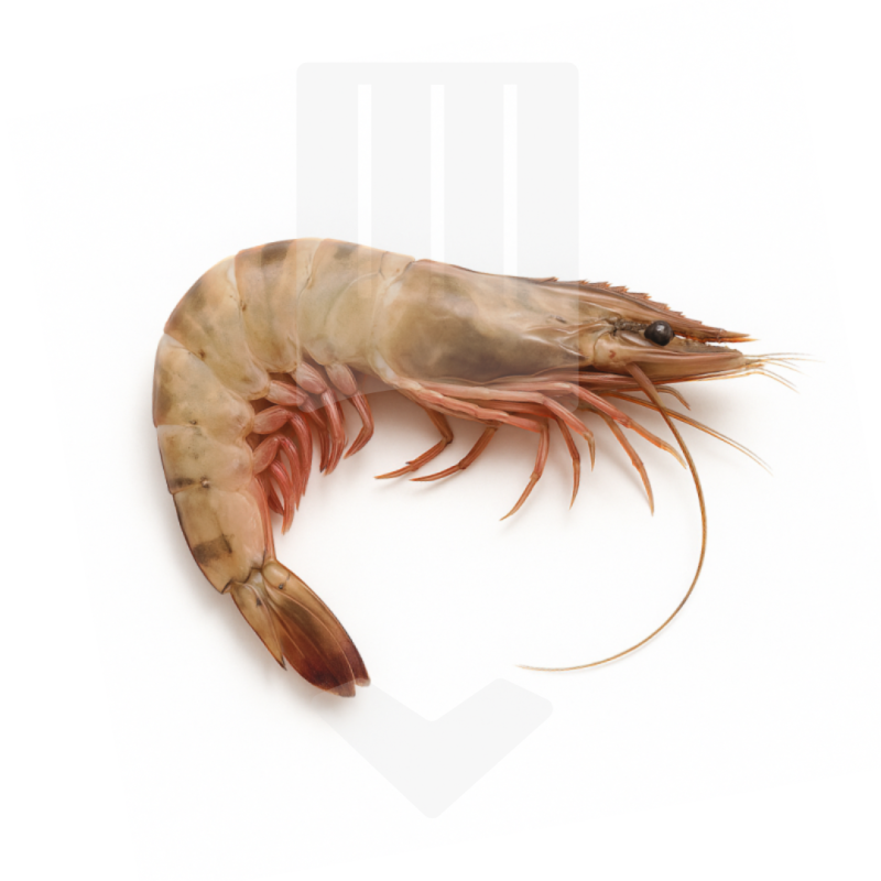 Crevettes Sea Tiger entières crues surgelée 6/8