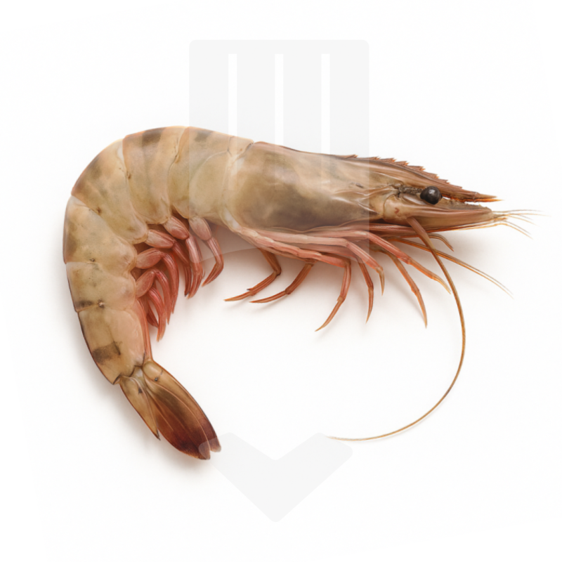 Crevettes Sea Tiger entières crues surgelée 4/6