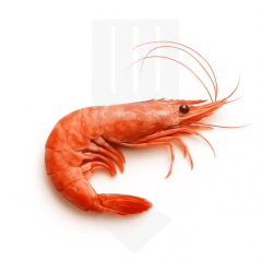 Crevettes rouges crues 10/20 mer d'Argentine