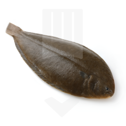 Sole de roche, entière et vidée 400/600gr