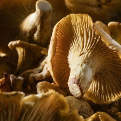 Girolles ou "Cantharellus Cibarius" - CHEFCOOK
