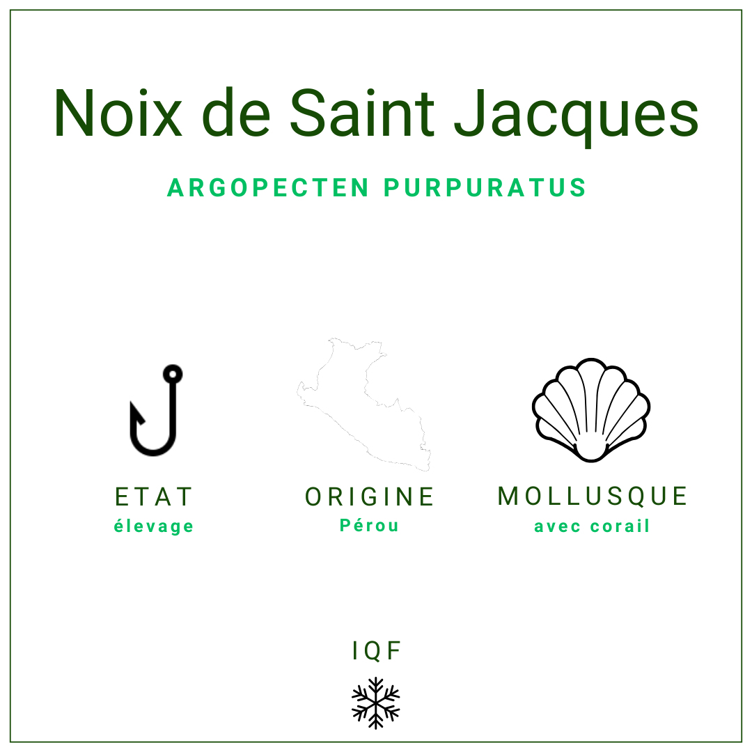 Noix de Saint-Jacques avec corail, élevées au Pérou