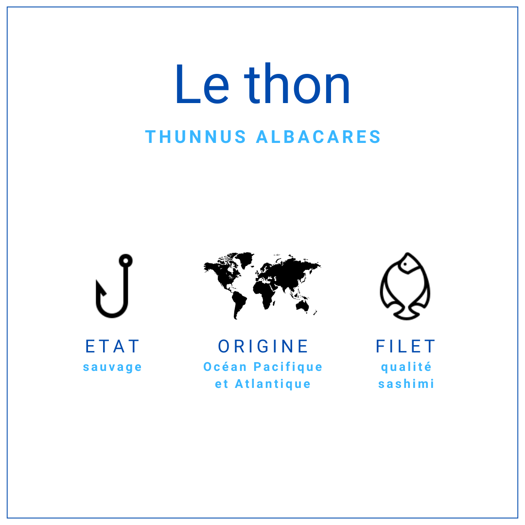 Saku Thon Albacore +/-400gr | Grossiste Alimentaire