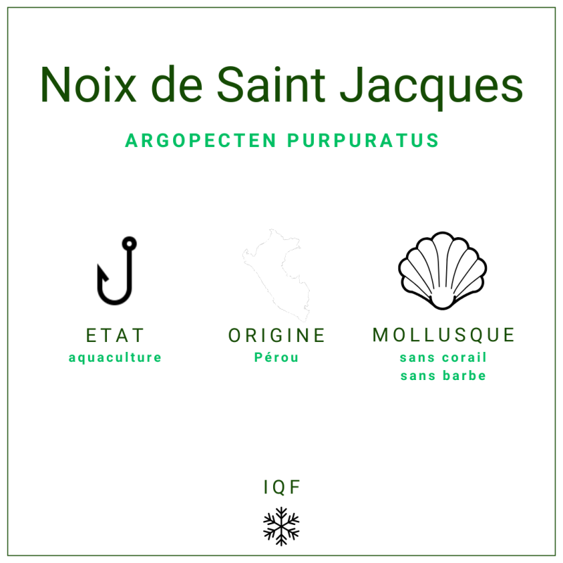 Noix Saint Jacques Pérou 20/30 | Grossiste Alimentaire