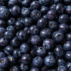 Myrtilles sauvages surgelées IQF d'Europe