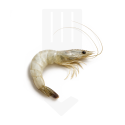 Gambas Vannamei partiellement décortiquées