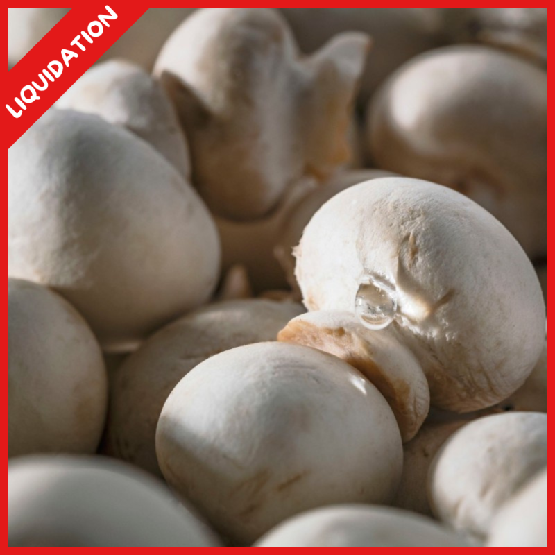 Champignons de Paris miniatures premier choix