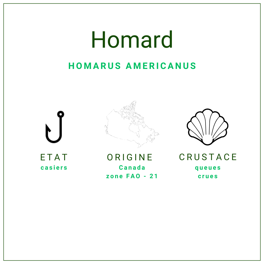 Queues de homard surgelées | Grossiste alimentaire