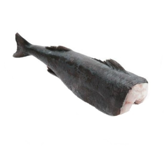 Morue Charbonnière Black Cod 1.8/2.27kg